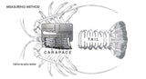 Lobstrosity Lobster Gauge (California)