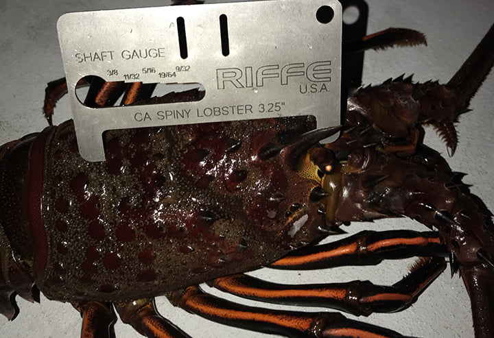 Lobstrosity Lobster Gauge (California)